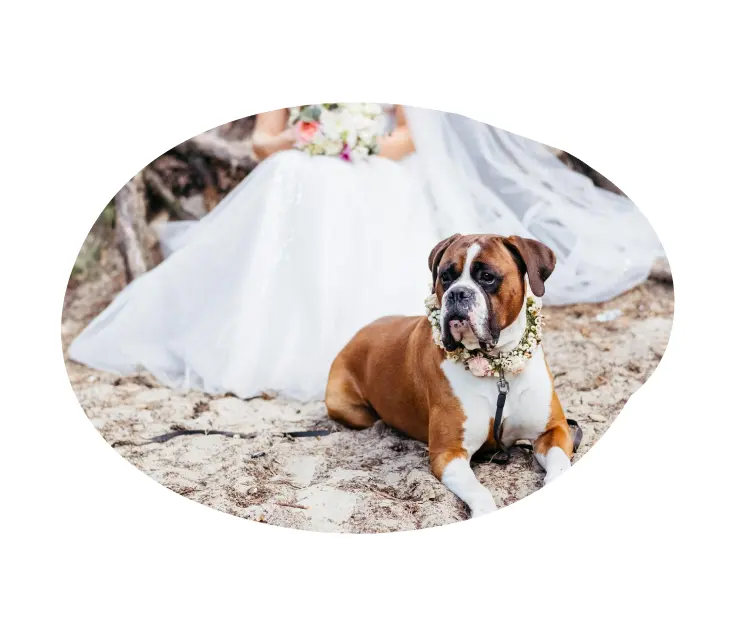 A chaperone service for pets