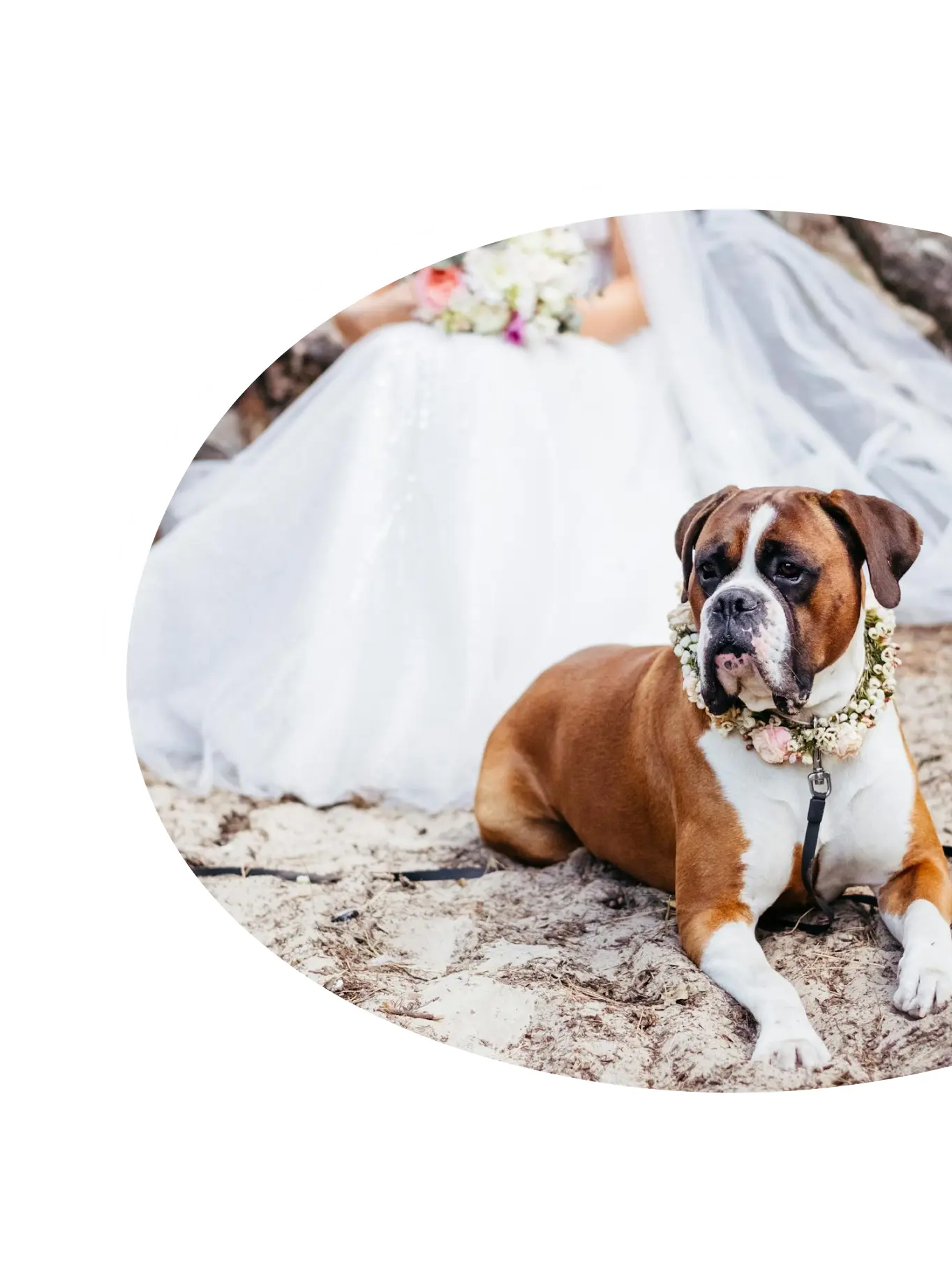 A chaperone service for pets