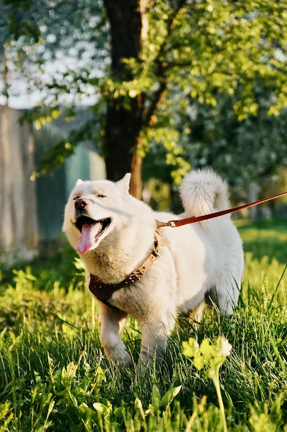 A person walking a dog in the park