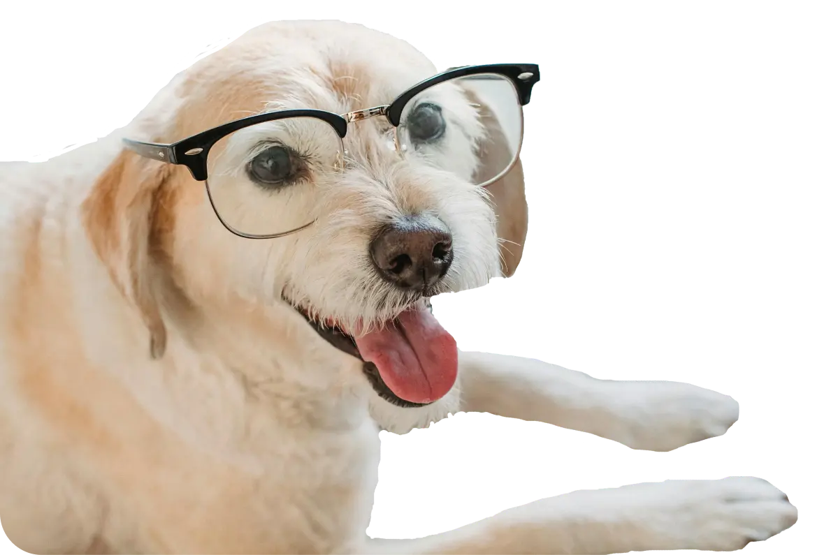 A happy dog wearing glasses