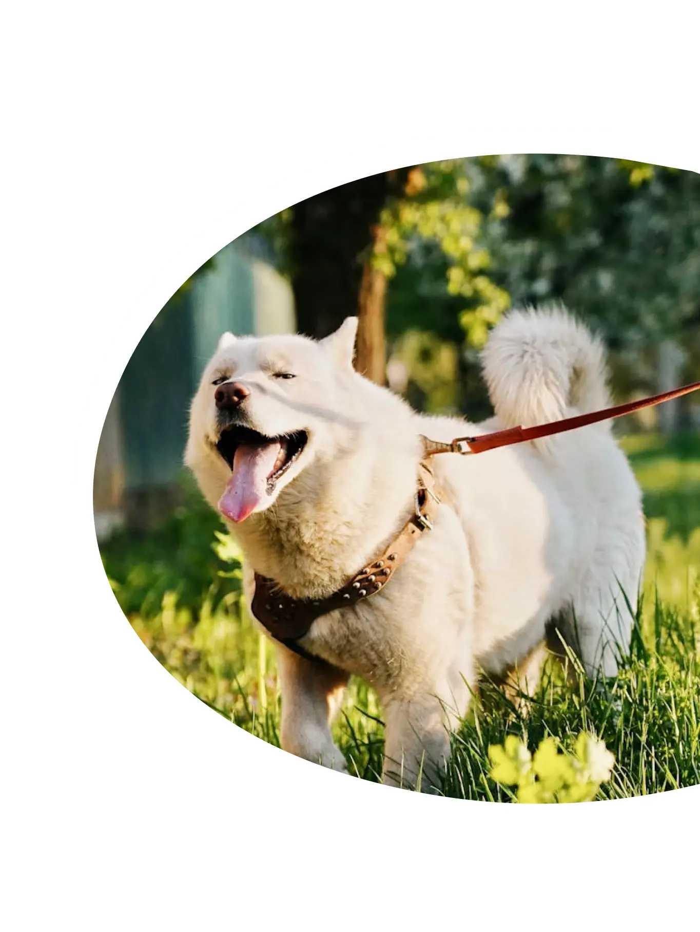 A person walking a dog in the park