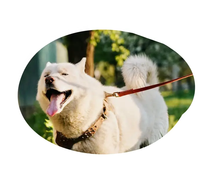 A person walking a dog in the park