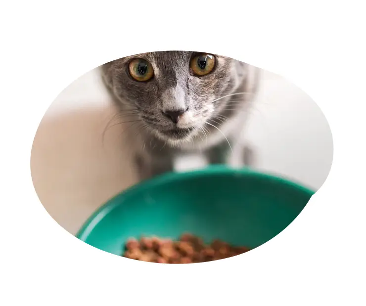 A pet pop-in service with a playful cat