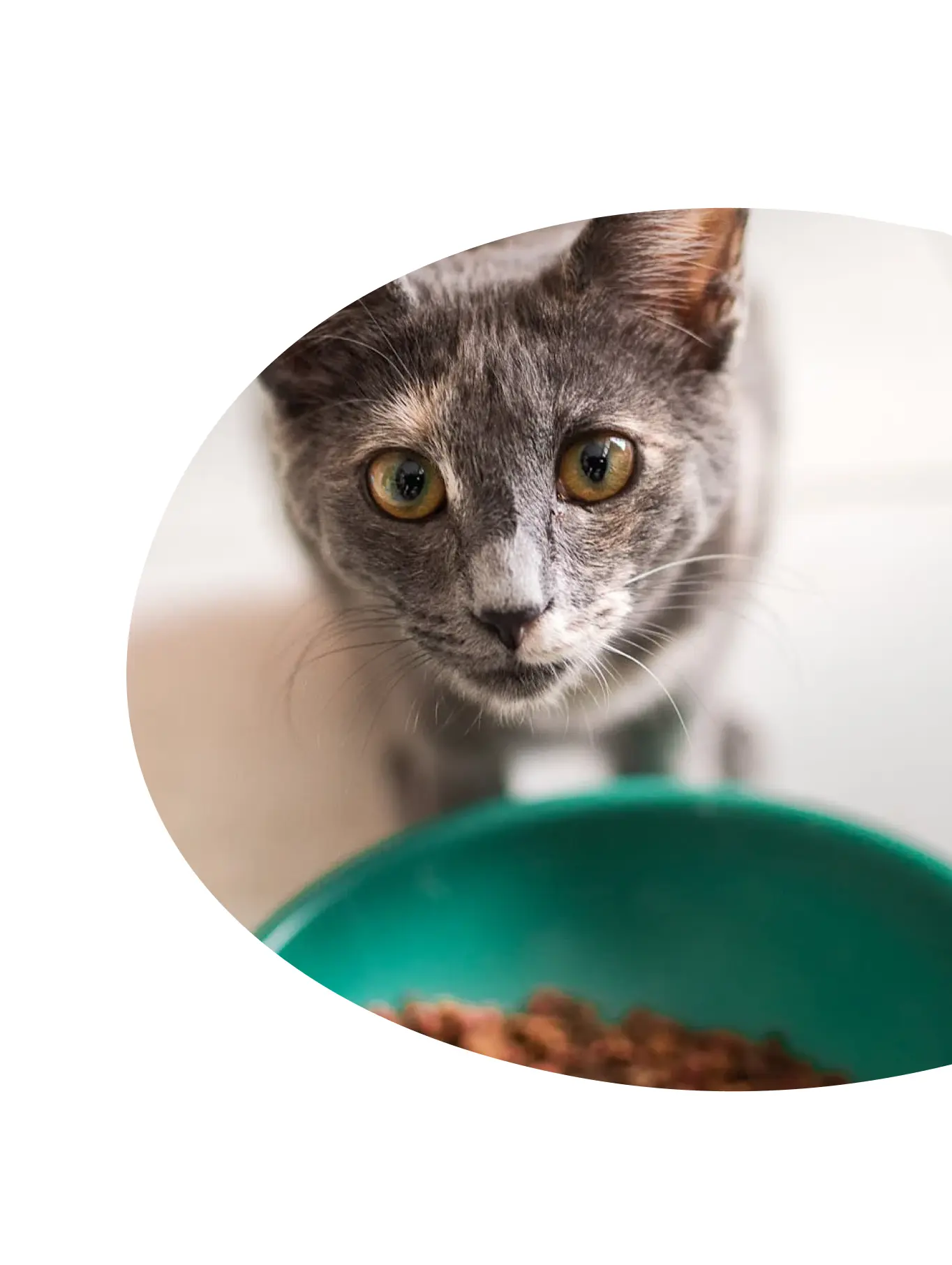 A pet pop-in service with a playful cat