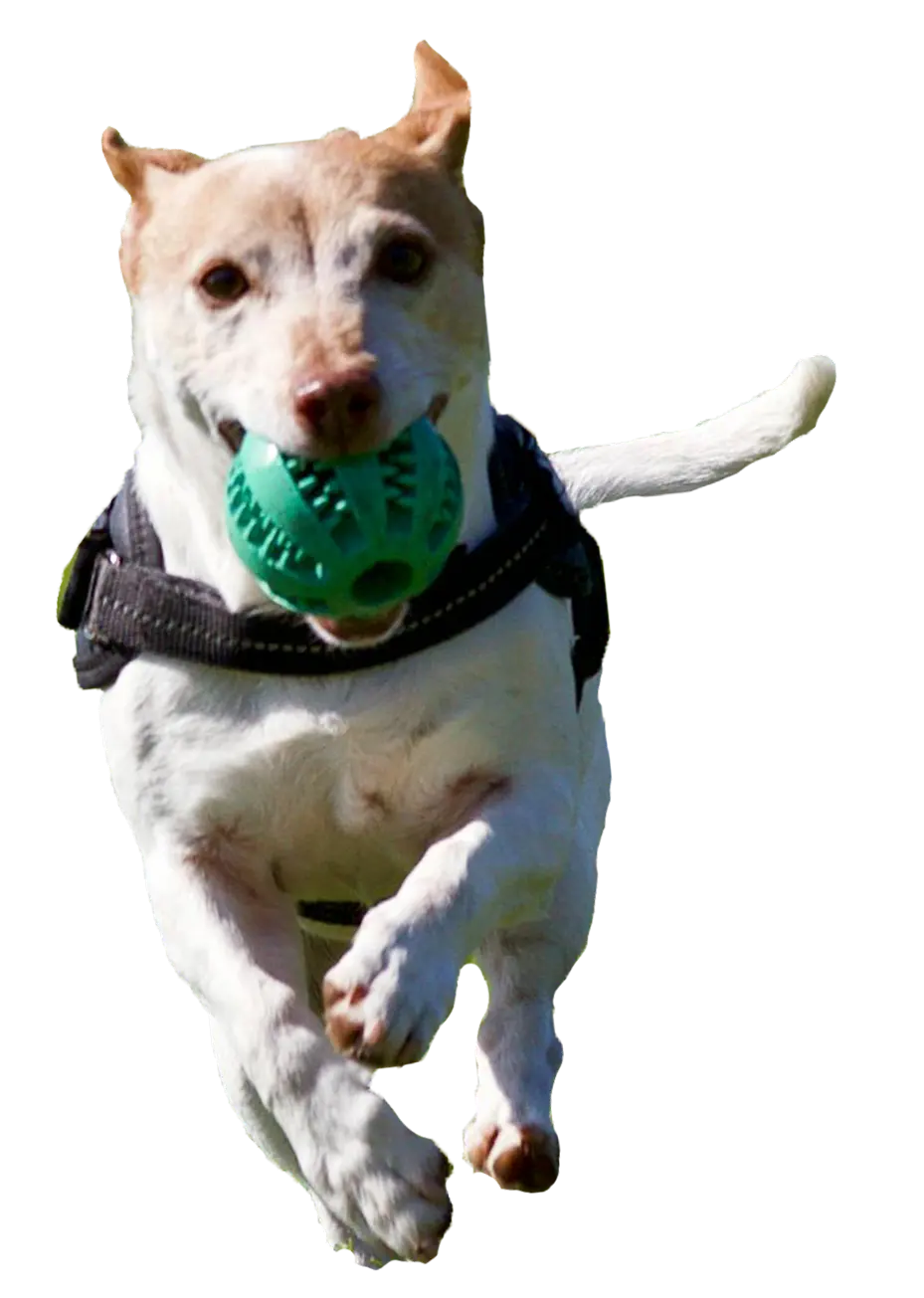 Dog with a ball